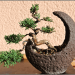 「盆栽クリエイターW資格取得講座」で盆栽マスターを目指そう！