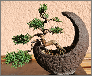 「盆栽クリエイターW資格取得講座」で盆栽マスターを目指そう！