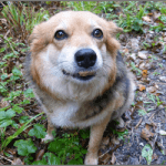 「犬・猫ペットブリーダーW資格取得講座」でブリーダー開業を目指そう！