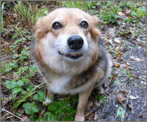 「犬・猫ペットブリーダーW資格取得講座」でブリーダー開業を目指そう！