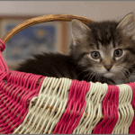 「猫の育て方アドバイザーW資格取得講座」で、猫との距離を縮めよう！