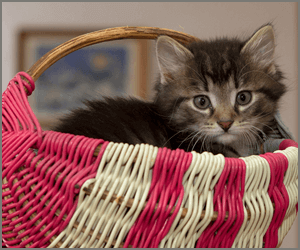 「猫の育て方アドバイザーW資格取得講座」で、猫との距離を縮めよう！