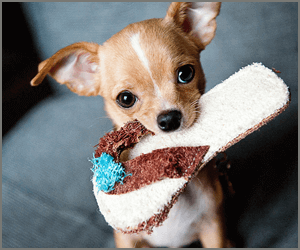 犬のしつけのプロになろう！「ドッグトレーニングアドバイザーW資格取得講座」