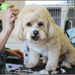「ペットトリミングアドバイザーW資格取得講座」で目指せトリマー！