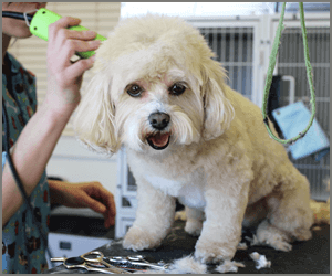 「ペットトリミングアドバイザーW資格取得講座」で目指せトリマー！